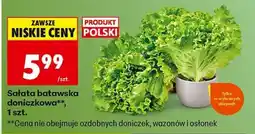 Biedronka Sałata batawska doniczkowa oferta