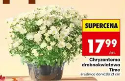 Biedronka Chryzantema drobnokwiatowa Time oferta
