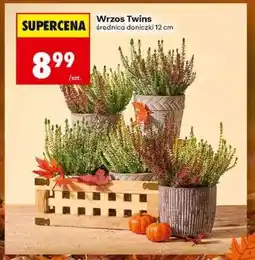 Biedronka Wrzos Twins oferta