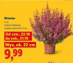 Lidl Wrzosiec oferta