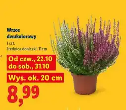 Lidl Wrzos dwukolorowy oferta
