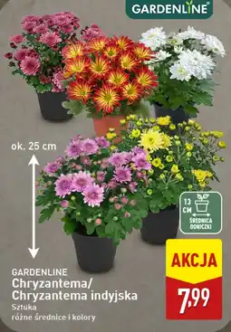 ALDI GARDENLINE Chryzantema/Chryzantema indyjska oferta