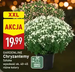 ALDI GARDENLINE Chryzantemy oferta