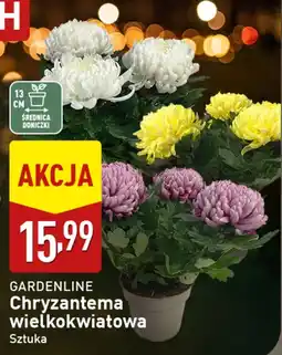 ALDI GARDENLINE Chryzantema wielkokwiatowa Sztuka oferta