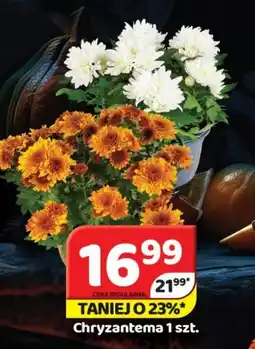 Delfin Chryzantema oferta