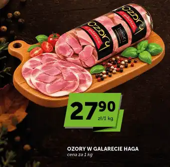 Ozory w galarecie Haga