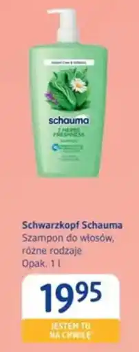 dm drogerie markt Schwarzkopf Schauma Szampon do włosów, różne rodzaje oferta