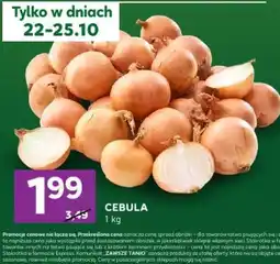 Stokrotka Express Cebula oferta