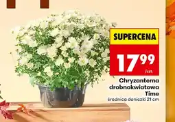 Biedronka Chryzantema oferta