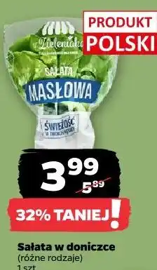 Netto Sałata w doniczce z Zieleniaka oferta