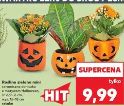 Kaufland Roślina zielona mini ceramiczna doniczka z motywem Halloween oferta