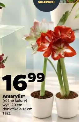 Netto Amarylis oferta