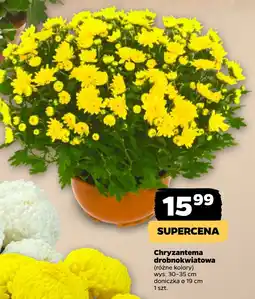 Netto Chryzantema drobnokwiatowa oferta