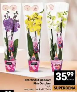 Delikatesy Centrum Storczyk 3-pędowy Pink October oferta