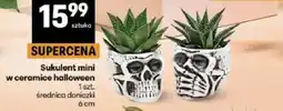 Delikatesy Centrum Sukulent mini w ceramice halloween oferta