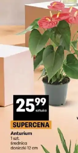 Delikatesy Centrum Anturium oferta