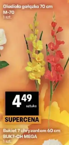 Delikatesy Centrum Gladiola gałązka 70 cm oferta