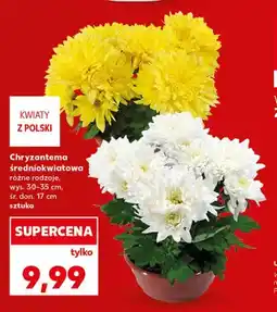 Kaufland Chryzantema średniokwiatowa oferta