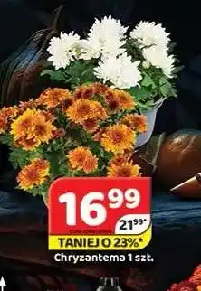 Delfin Chryzantema oferta
