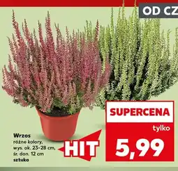 Kaufland Wrzos oferta