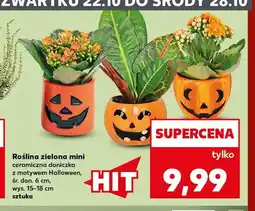 Kaufland Roślina zielona mini ceramiczna doniczka z motywem Halloween oferta