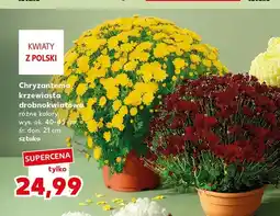 Kaufland Chryzantema krzewiasta drobnokwiatowa oferta