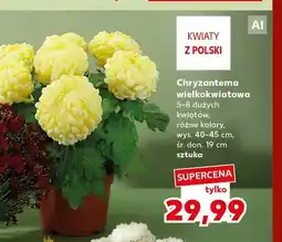 Kaufland Chryzantema wielkokwiatowa oferta