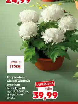 Kaufland Chryzantema wielkokwiatowa premium białe kule Xl oferta