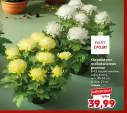 Kaufland Chryzantema wielkokwiatowa premium oferta