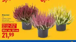 Lidl Wrzos maxi biały oferta