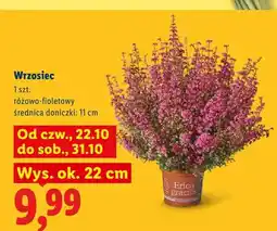 Lidl Wrzosiec różowo-fioletowy oferta