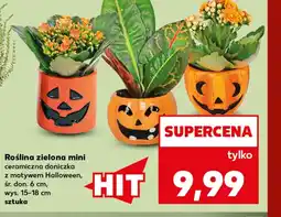 Kaufland Roślina Halloween oferta