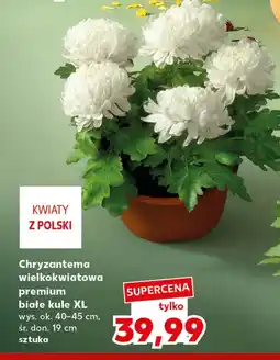 Kaufland Chryzantema Białe oferta