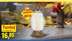 Lidl Znicz Katedra oferta