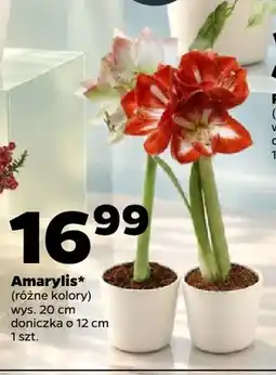 Netto Amarylis oferta