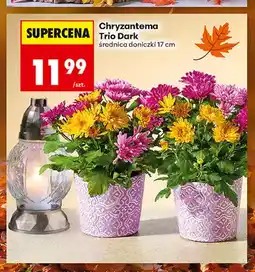 Biedronka Chryzantema Trio Dark oferta