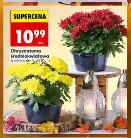 Biedronka Chryzantema średniokwiatowa oferta