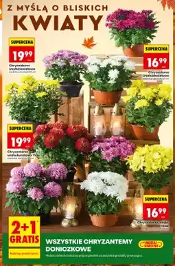 Biedronka Chryzantema średniokwiatowa średnica doniczki 23 cm oferta