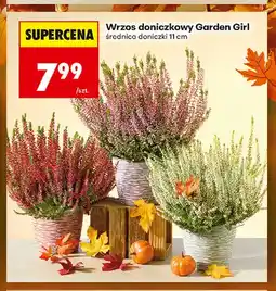Biedronka Wrzos doniczkowy Garden Girl oferta