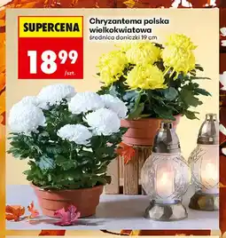 Biedronka Chryzantema polska wielkokwiatowa oferta