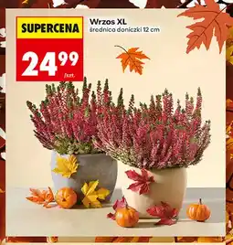 Biedronka Wrzos Xl oferta