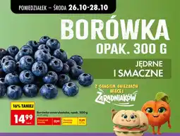 Biedronka Borówka amerykańska oferta