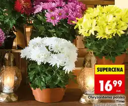 Biedronka Chryzantema polska Time, średnica doniczki 19 cm oferta