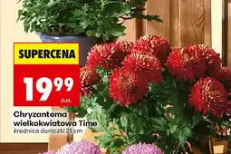 Biedronka Chryzantema wielkokwiatowa Time, średnica doniczki 21 cm oferta