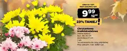Netto Chryzantema oferta