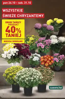 ALDI Świeże Chryzantemy oferta