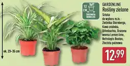 ALDI GARDENLINE Rośliny zielone oferta