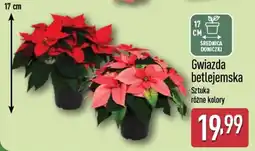 ALDI Gwiazda betlejemska oferta