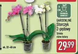 ALDI GARDENLINE Storczyk 2-pędowy oferta