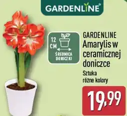 ALDI GARDENLINE Amarylis w ceramicznej doniczce oferta